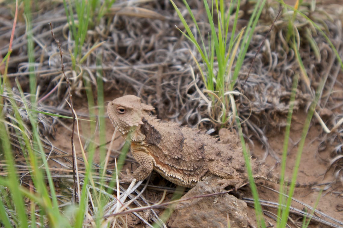 Jewish Lizard