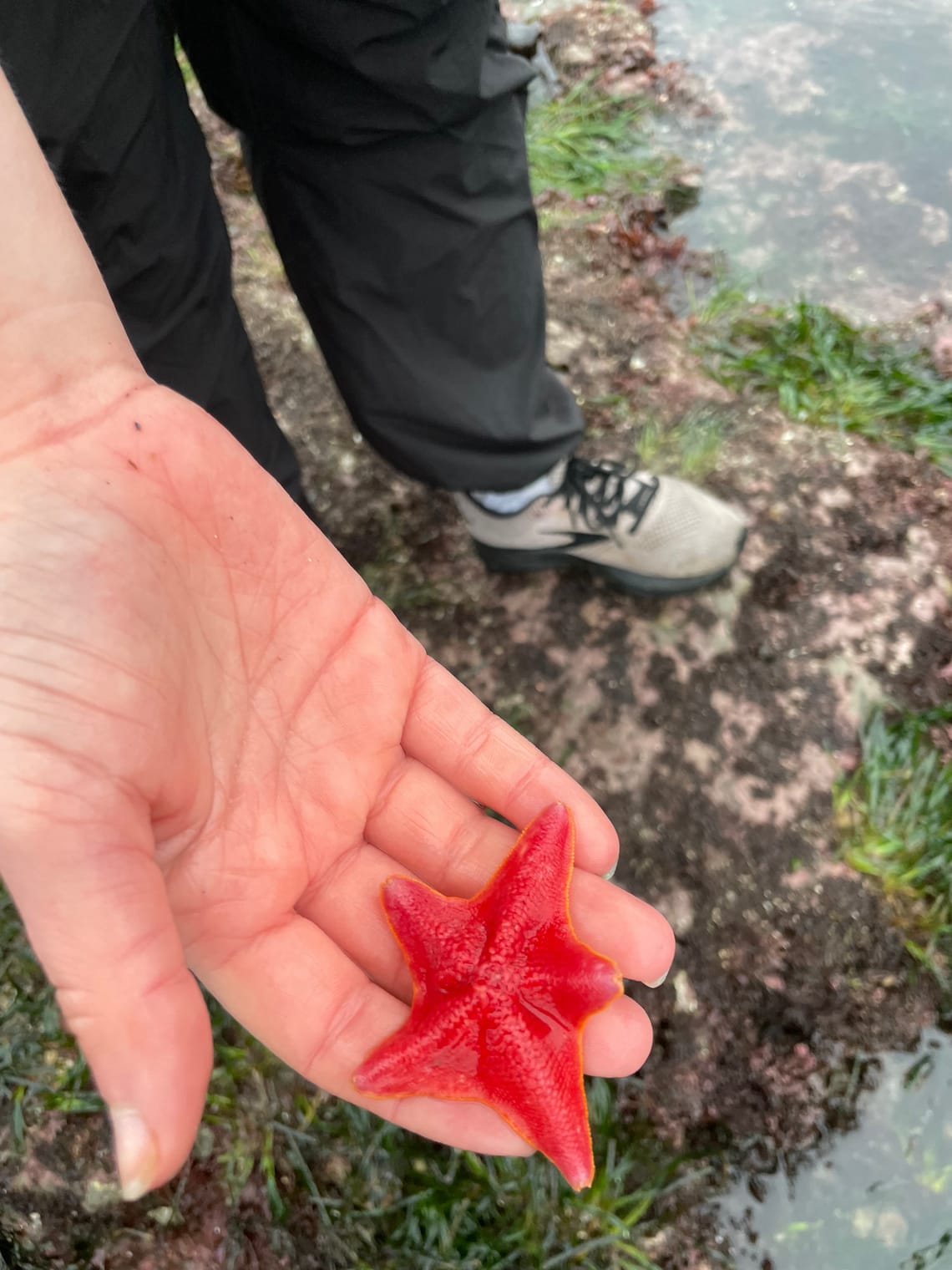 evy starfish