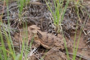 Jewish Lizard