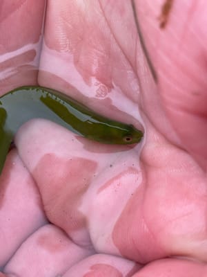 fish chased down