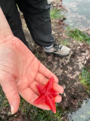 evy starfish